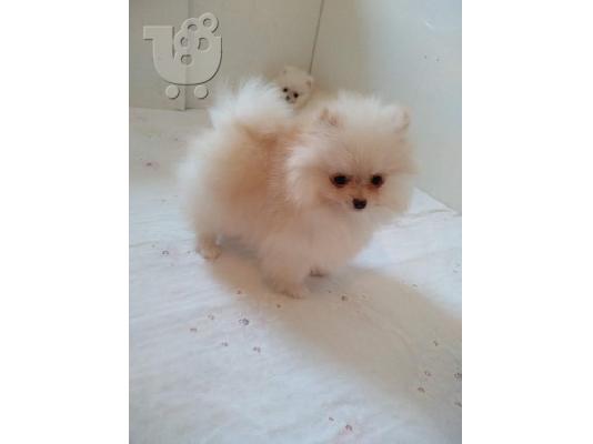 Καθαρόαιμα κουτάβια Pomeranian BOO